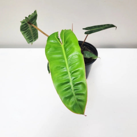 Philodendron Billietiae
