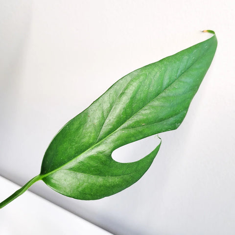 Epipremnum Pinnatum - Baltic Blue Pothos