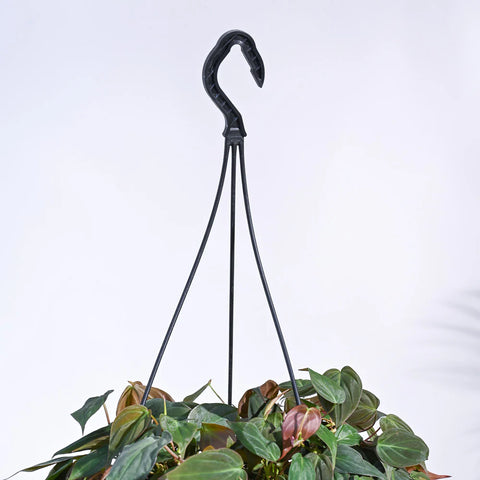 Philodendron Micans