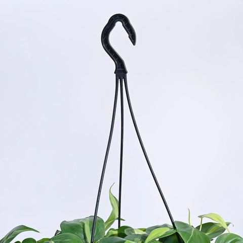 Philodendron Oxycardium Brasil Variegated