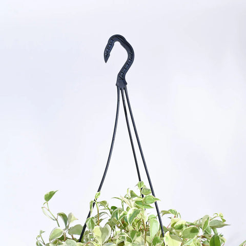 Peperomia Obtusifolia - Variegated