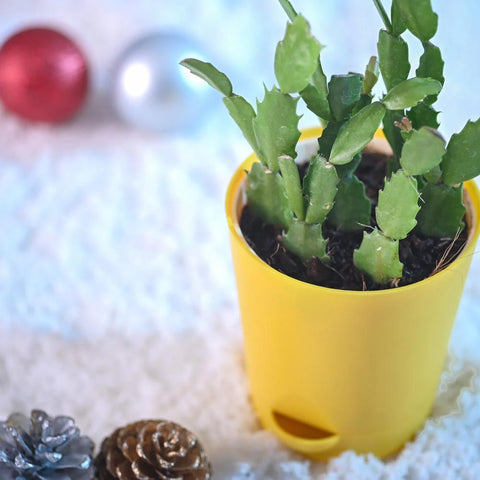Christmas Cactus