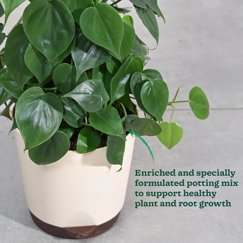 Philodendron Oxycardium Green XL