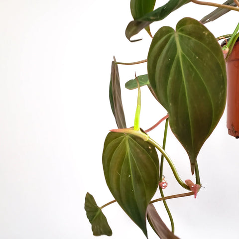 Philodendron Micans