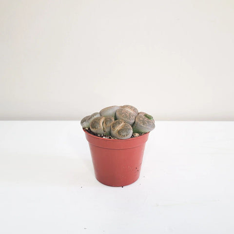 Lithops Fulviceps - Living Stones