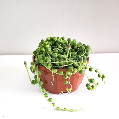 String of Pearls