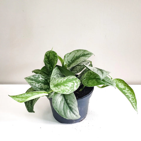 Scindapsus Pictus Exotica - Silver Pothos