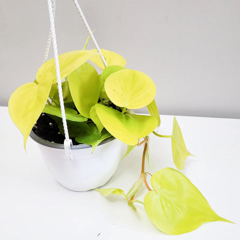 Philodendron Hederaceum - Lemon Lime