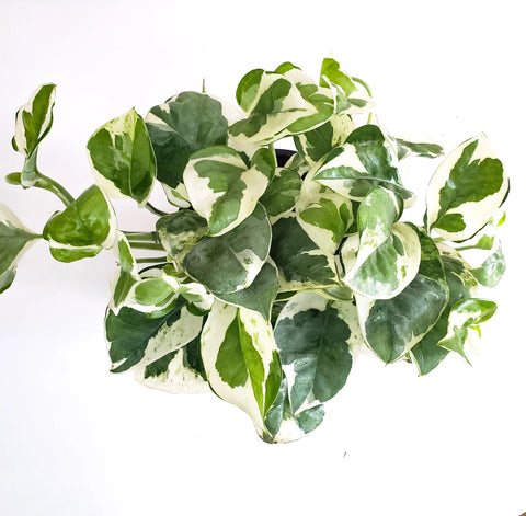 Epipremnum Aureum - Pearls and Jade Pothos