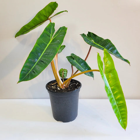 Philodendron Billietiae