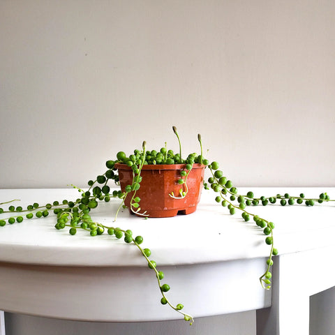 String of Pearls