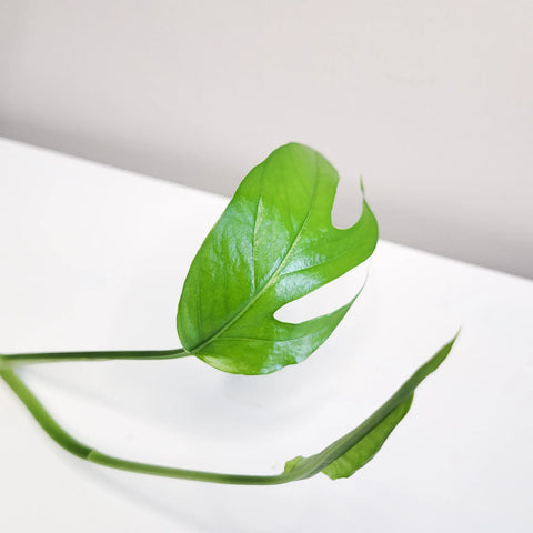 Epipremnum Pinnatum - Baltic Blue Pothos