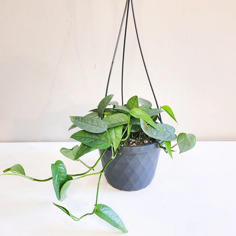 Epipremnum Pinnatum - Cebu Blue Pothos