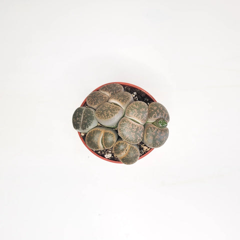 Lithops Fulviceps - Living Stones