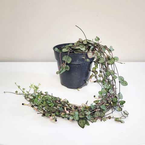 String of Hearts - Silver Glory