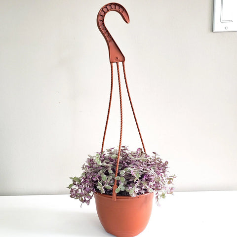 Callisia Repens - Pink Lady