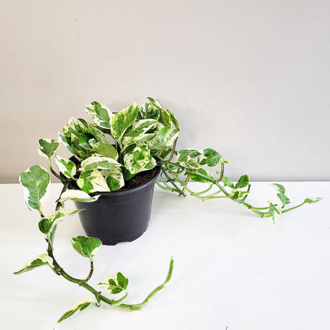 Epipremnum Aureum - Pearls and Jade Pothos