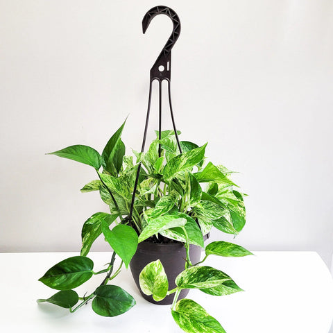 Money Plant Marble