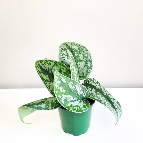 Scindapsus Pictus Exotica - Silver Pothos