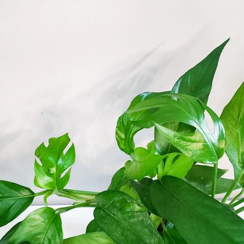 Epipremnum Pinnatum - Baltic Blue Pothos