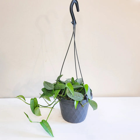 Epipremnum Pinnatum - Cebu Blue Pothos