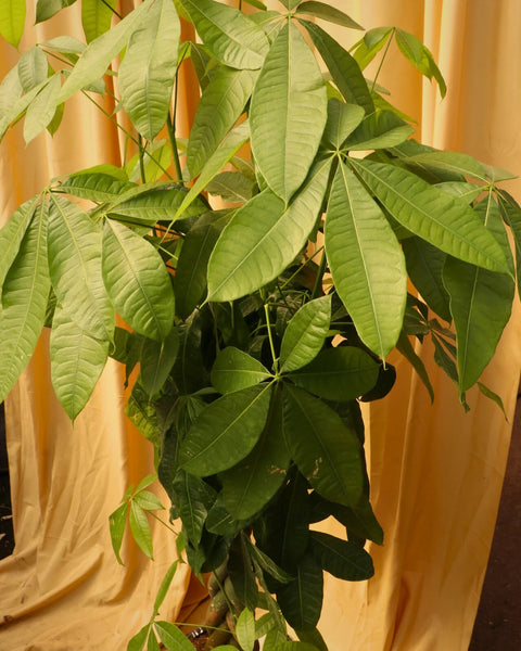 Money Tree XL