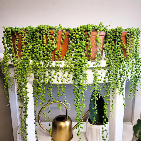String of Pearls