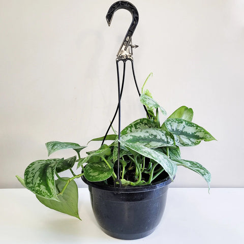 Scindapsus Pictus Exotica - Silver Pothos