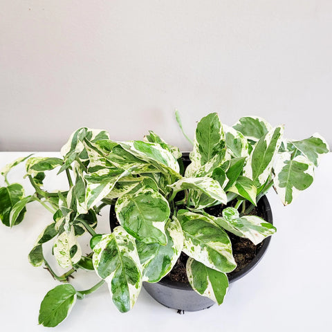 Epipremnum Aureum - Pearls and Jade Pothos