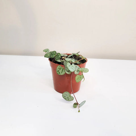 String of Hearts - Silver Glory