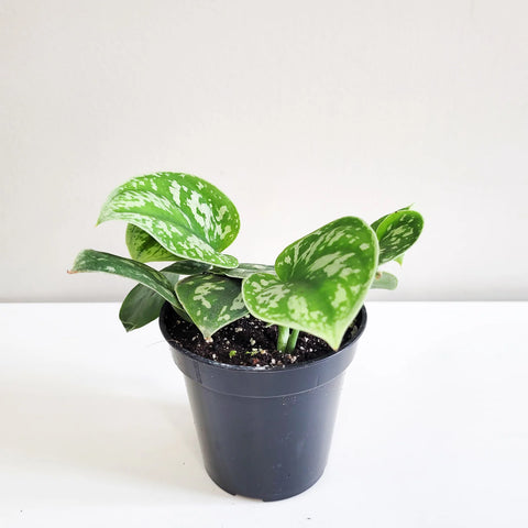 Money Plant Satin - Scindapsus Pictus Argyraeus
