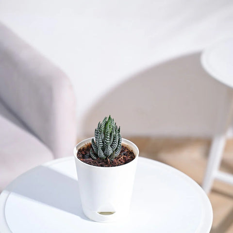 Haworthia Coarctata