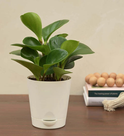 Peperomia Obtusifolia