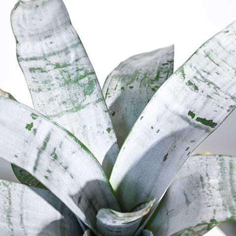 Aechmea Fasciata