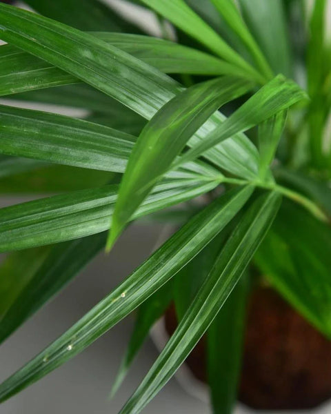 Areca Palm