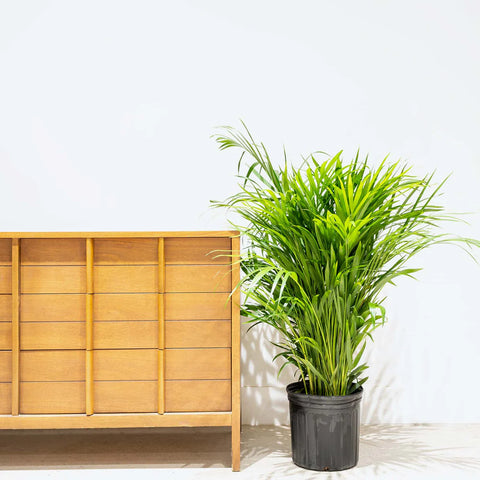 Areca Palm