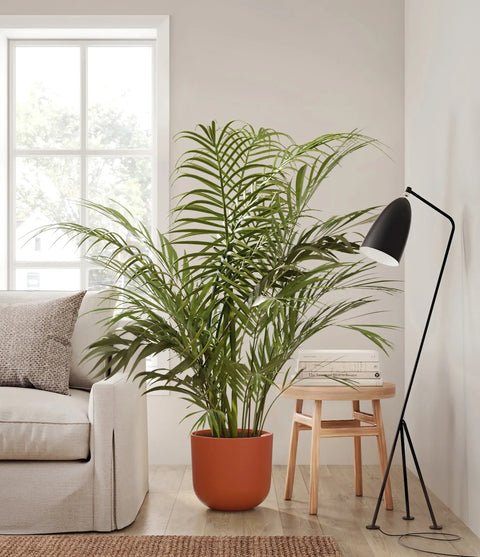 Areca Palm XL