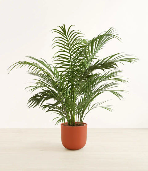 Areca Palm XL