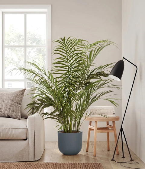 Areca Palm XL