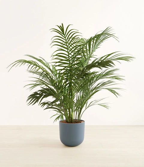 Areca Palm XL