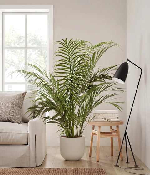 Areca Palm XL