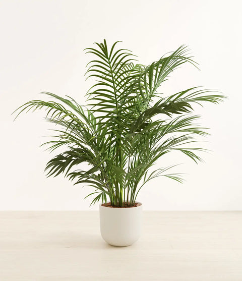 Areca Palm XL