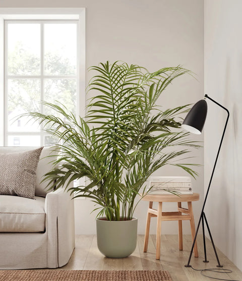 Areca Palm XL