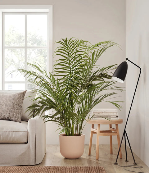 Areca Palm XL