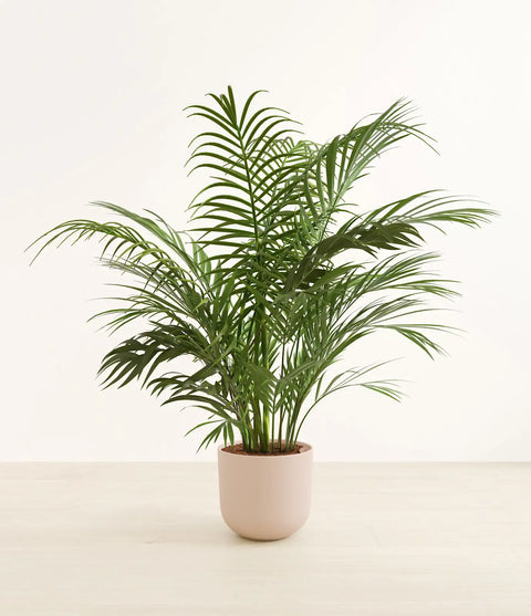 Areca Palm XL