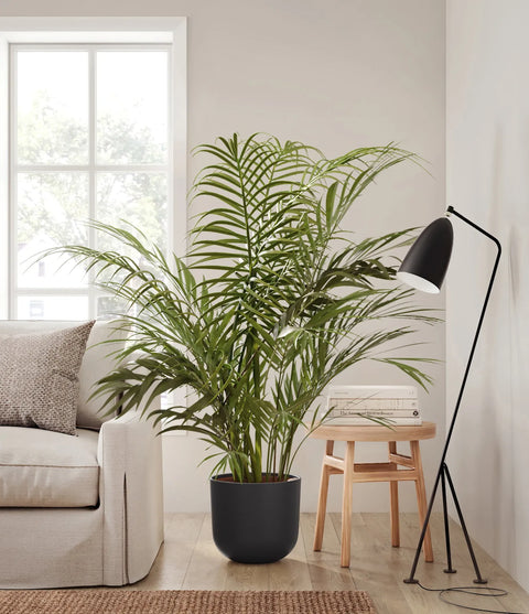 Areca Palm XL