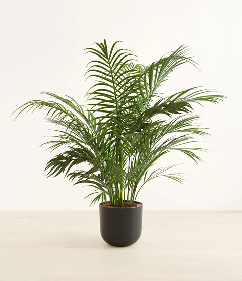 Areca Palm XL