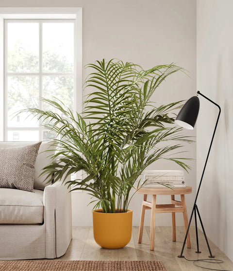 Areca Palm XL