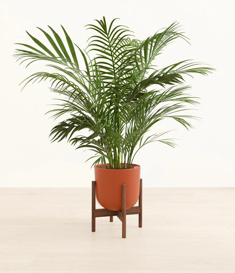 Areca Palm XL