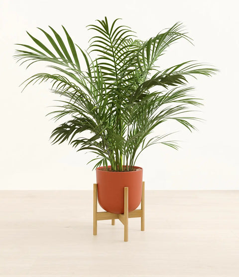 Areca Palm XL
